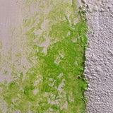 Spugnatura Verde
