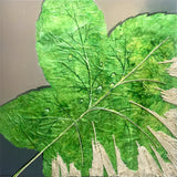 Quadro Materico con Grande Foglia, Dipinto Botanico con Foglia Verde